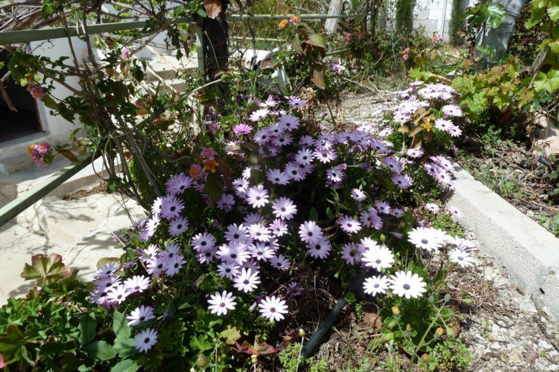 For sale - 4 Bedroom 2 Bathroom Semi-Detached in Murcia - Murcia  - Murcia