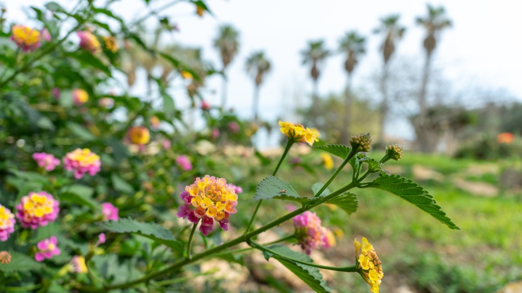 For sale - 2 Bedroom 2 Bathroom Villa in Los Altos - Los Altos  - Alicante