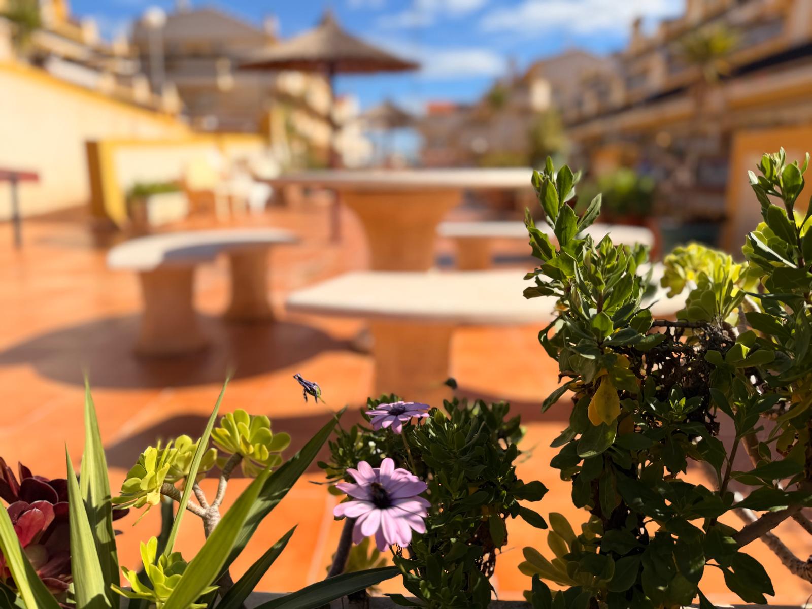 Sold - SOLD_3 Bedroom 3 Bathroom Town House in Playa Flamenca - Costa Blanca  - Alicante