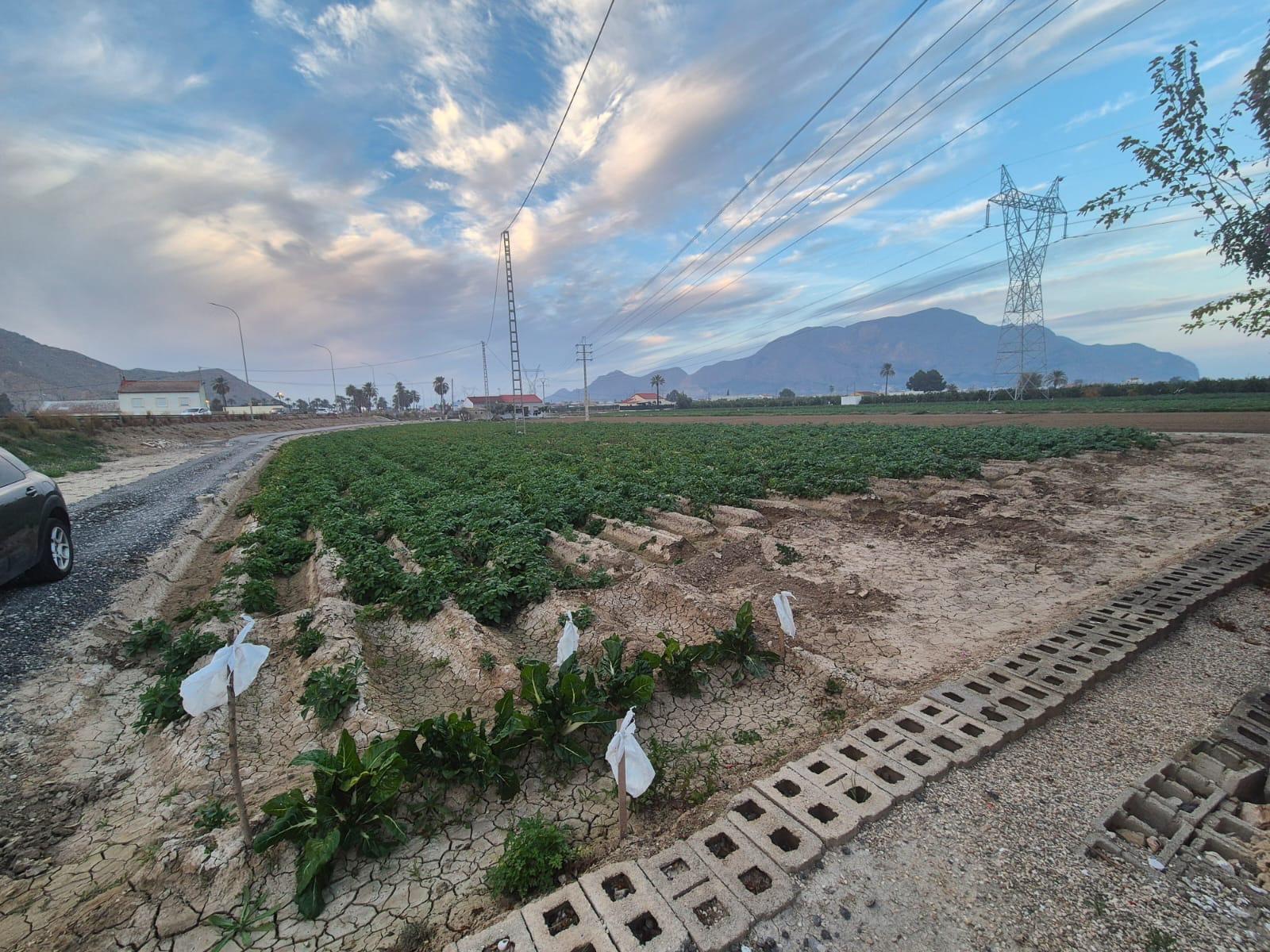 For sale - 3 Bedroom 2 Bathroom Finca in Orihuela - Casco Histórico  - Alicante