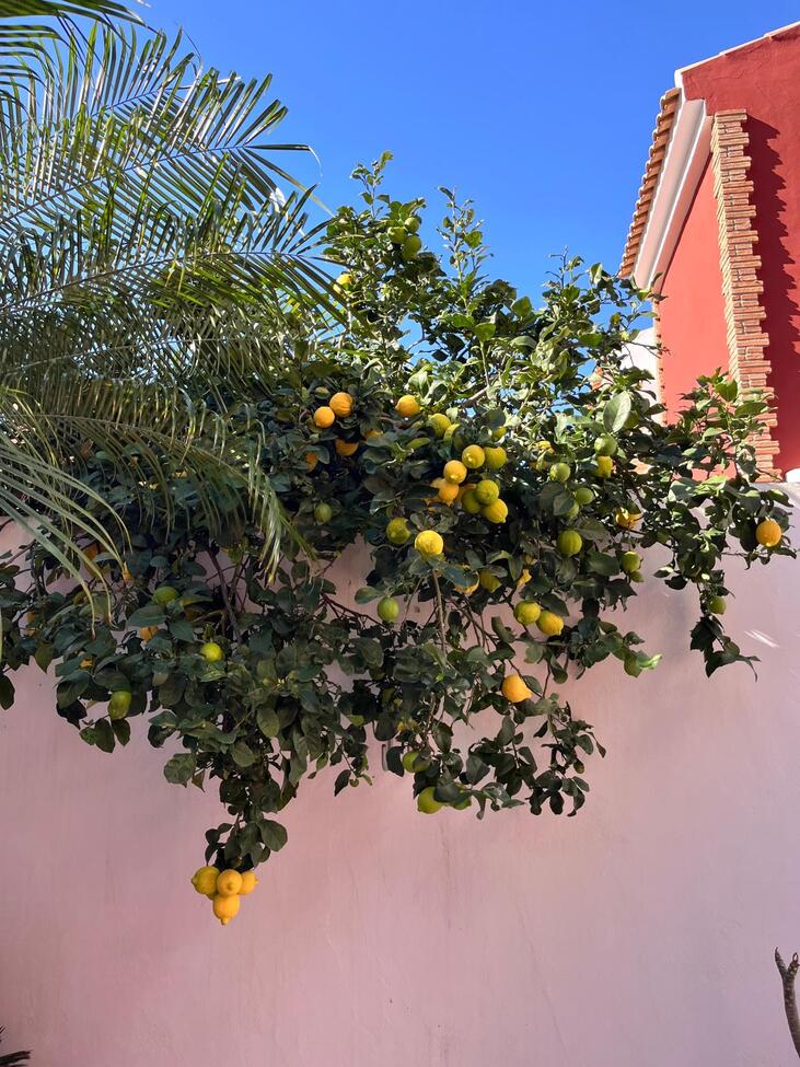 For sale - 4 Bedroom 2 Bathroom Semi Detached in Torre de La Horadada - Costa Blanca  - Alicante