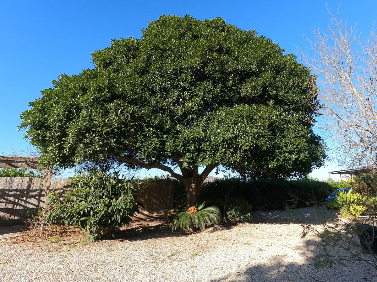 For sale - 3 Bedroom 2 Bathroom House - Finca - Cortijo in Orihuela - Orihuela Centro  - Alicante