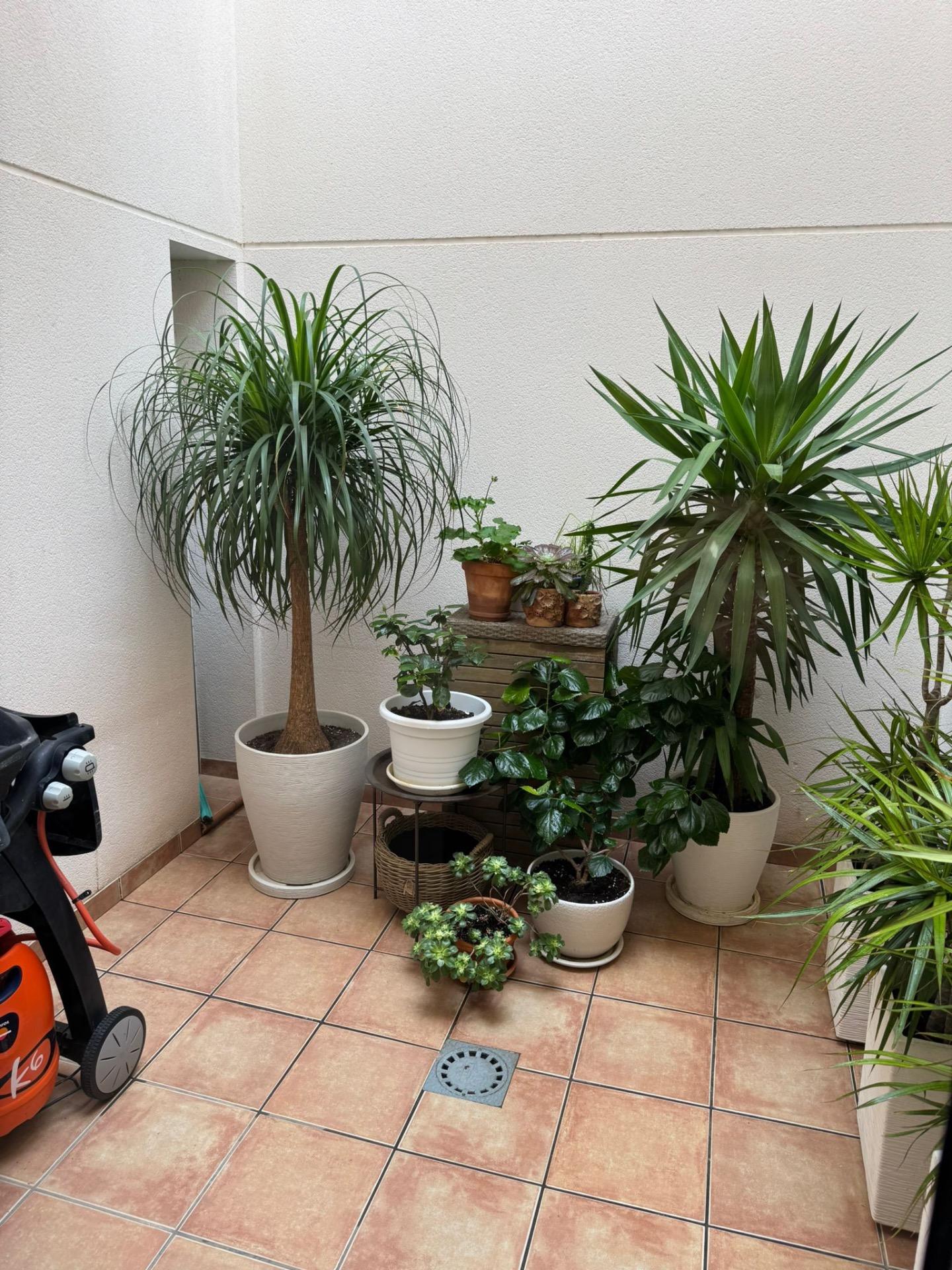 For sale - 3 Bedroom 3 Bathroom Town House in Torrevieja - Punta Prima  - Alicante