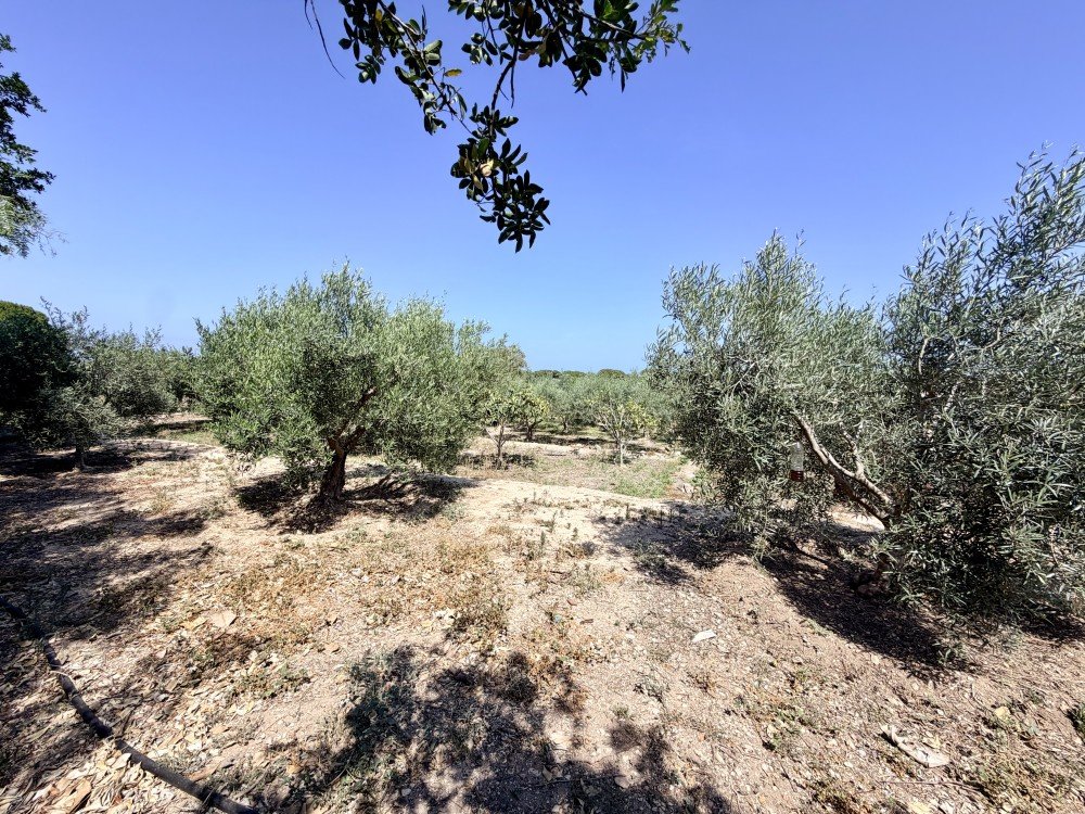 For sale - 5 Bedroom 1 Bathroom Country House in La Marina - Costa Blanca  - Alicante