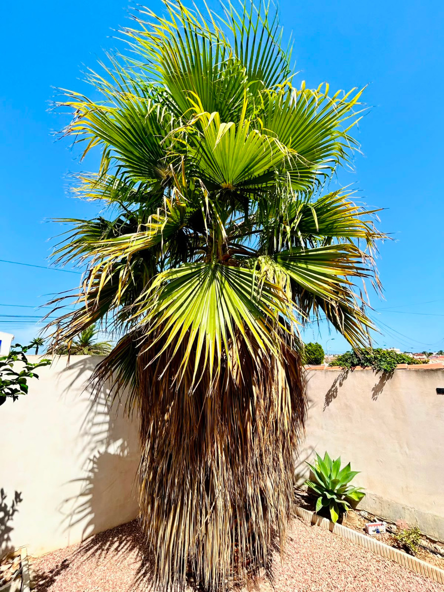 For sale - 3 Bedroom 2 Bathroom Villa in Torrevieja - Costa Blanca  - Alicante
