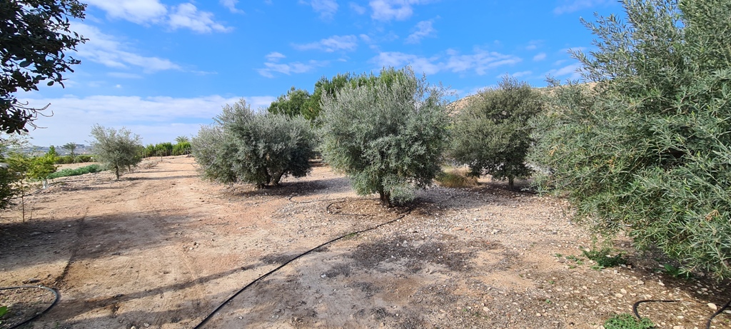 For sale - 3 Bedroom 4 Bathroom Villa in Orihuela - Inland  - Alicante