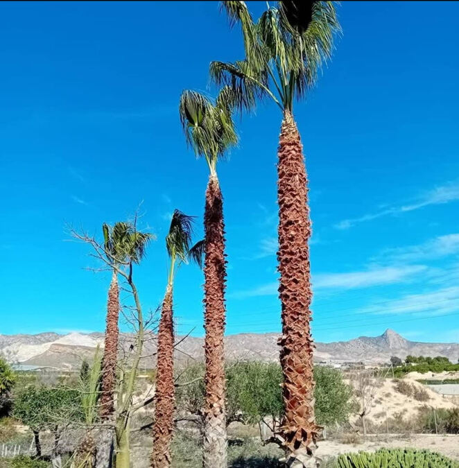 For sale - 3 Bedroom 3 Bathroom Finca in La Murada - Inland  - Alicante